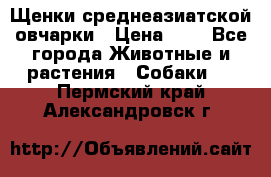 Щенки среднеазиатской овчарки › Цена ­ 1 - Все города Животные и растения » Собаки   . Пермский край,Александровск г.